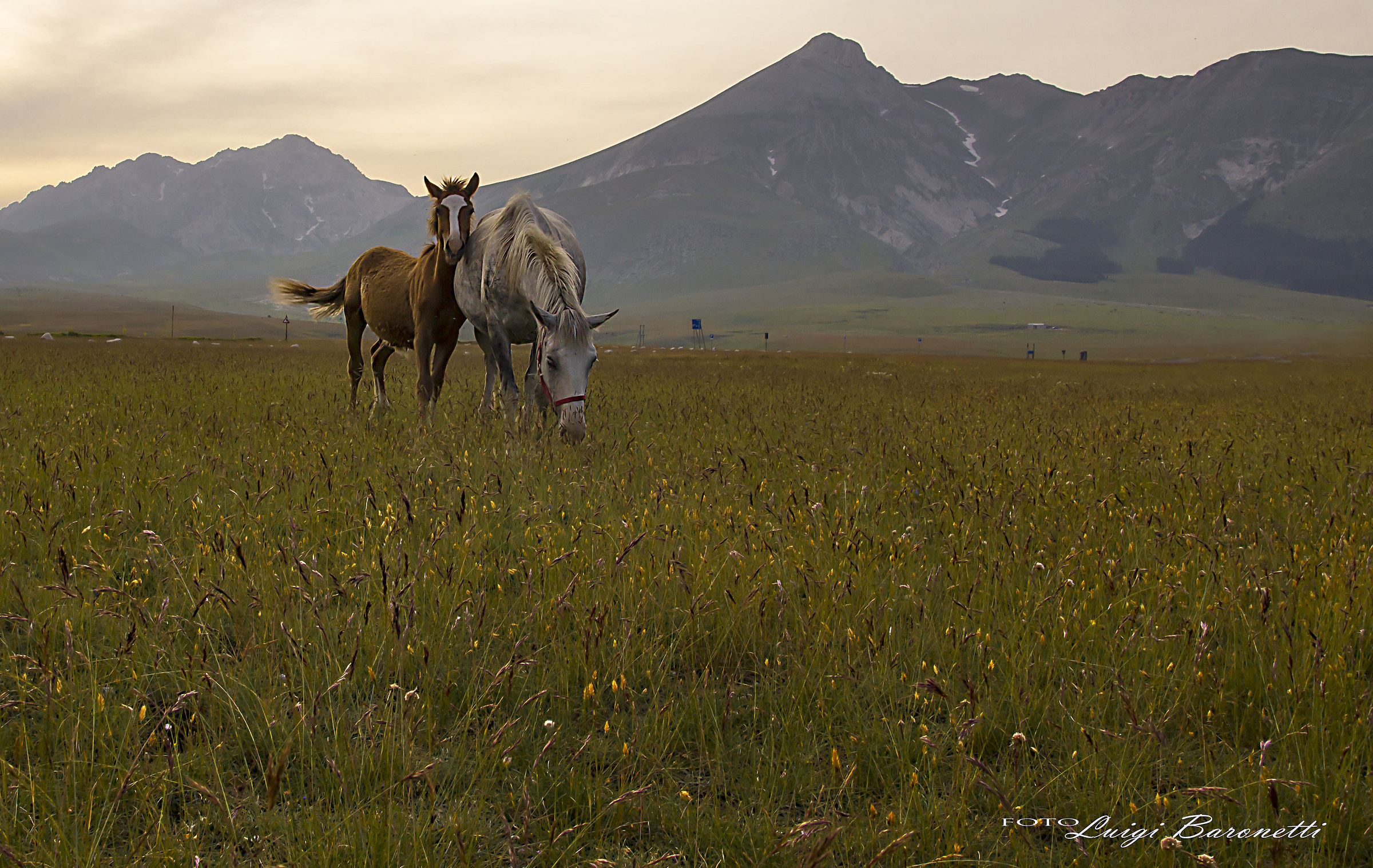 Wild wild Abruzzo.