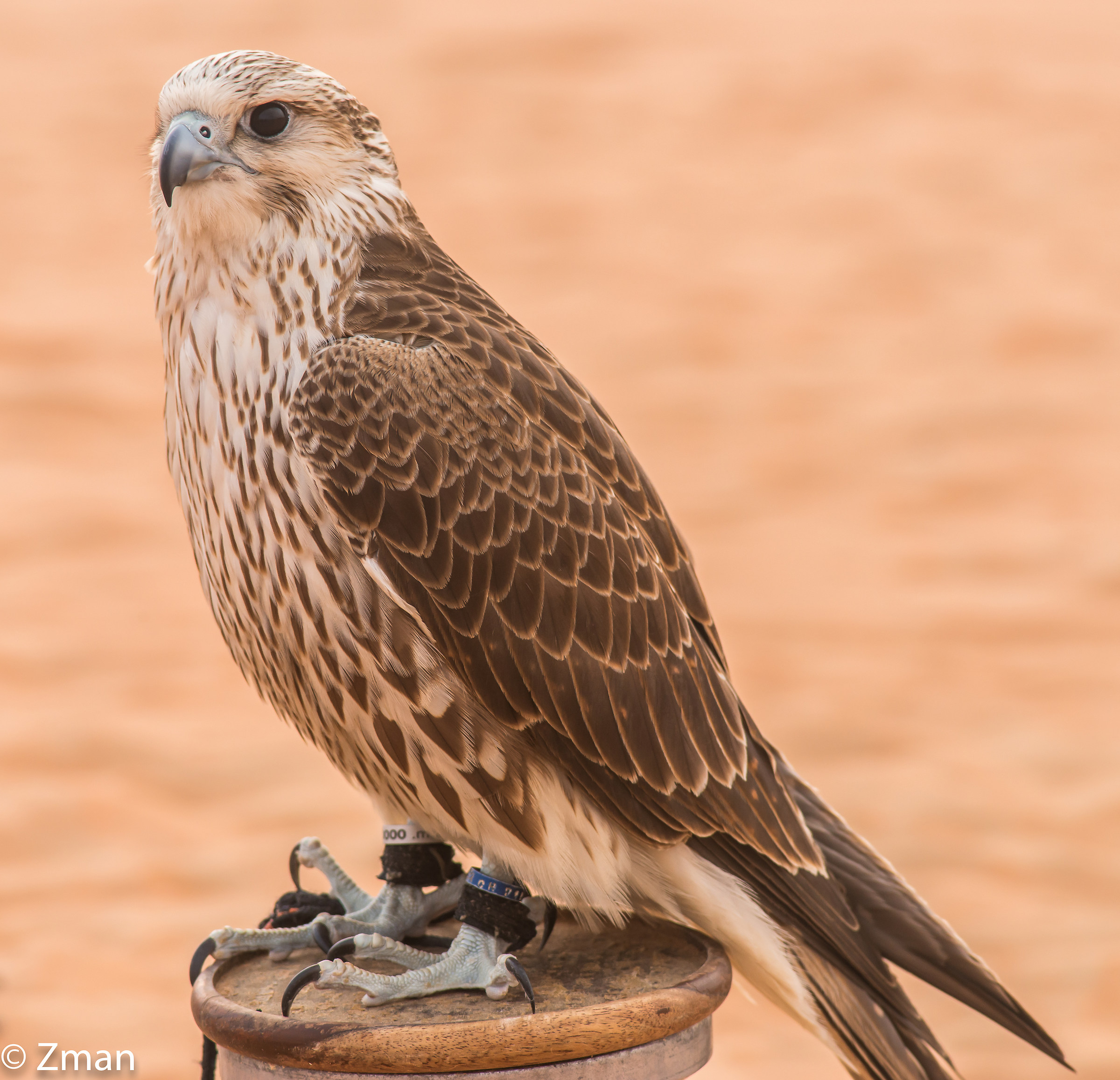 Shaheen on His Pedestal