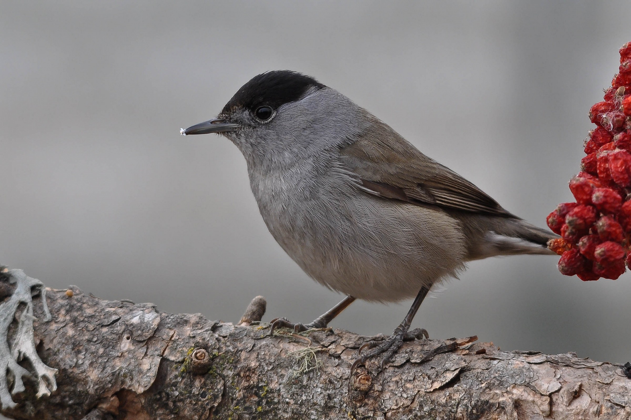 Male blackcap
