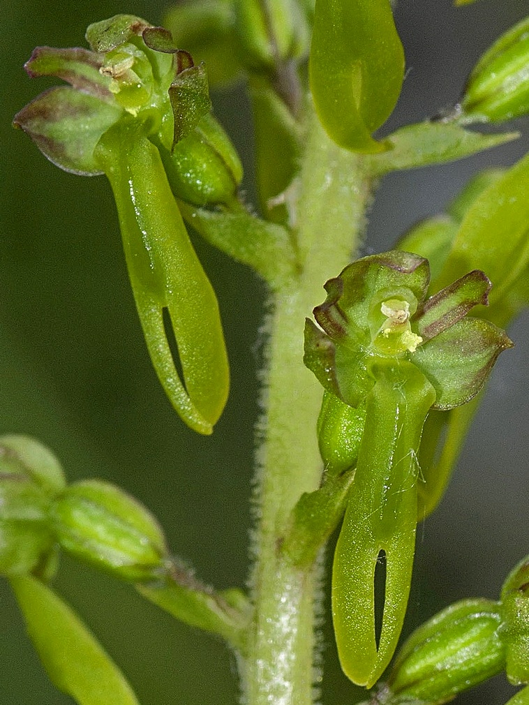 Listera ovata