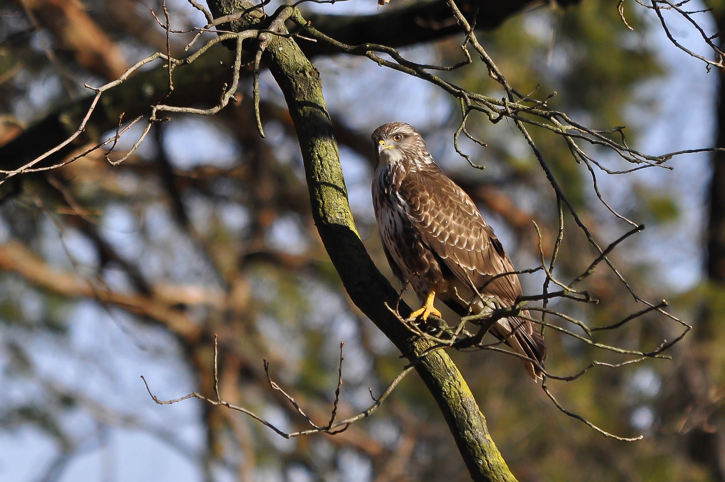 Buzzard