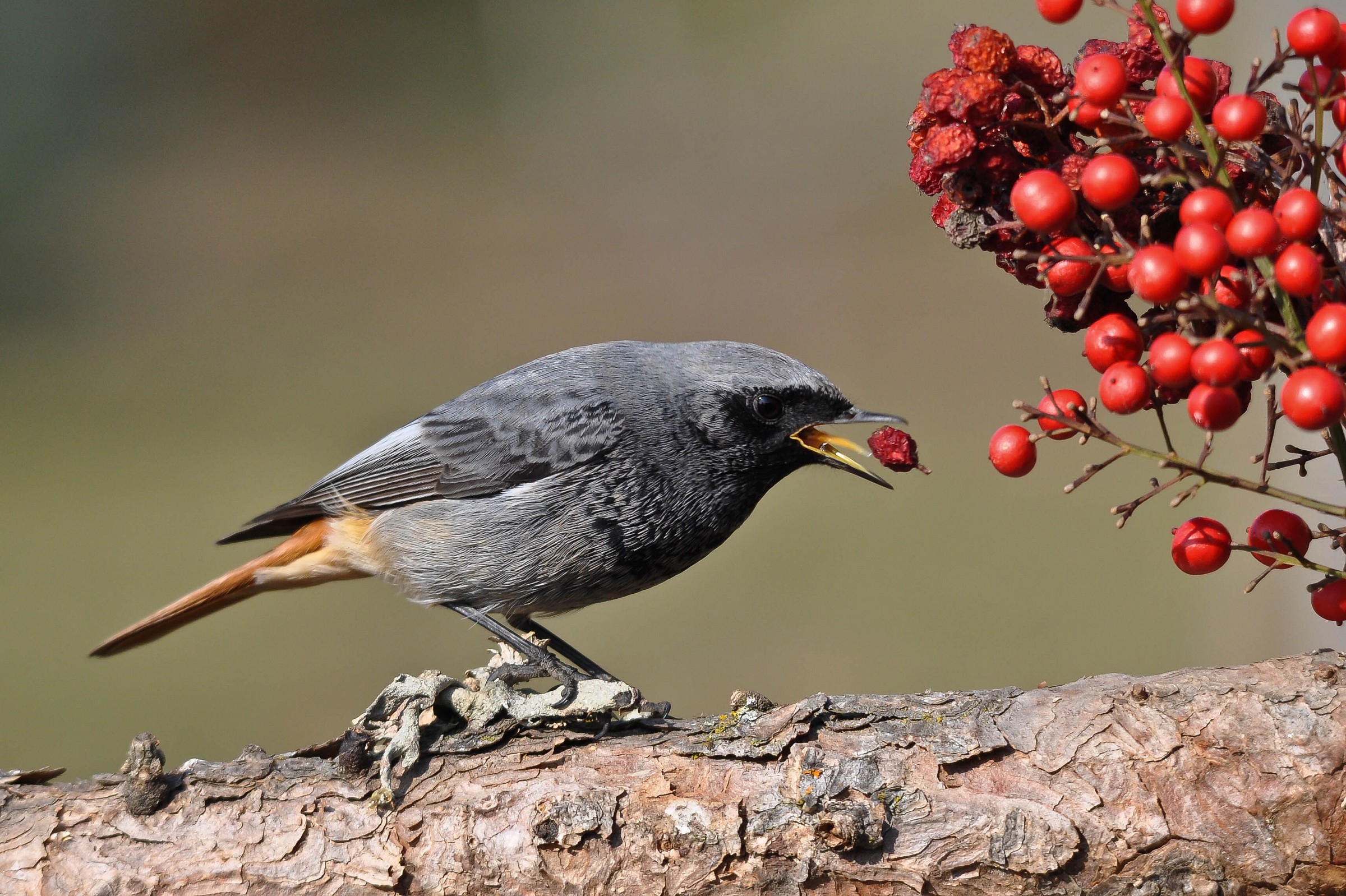 Black Redstart male