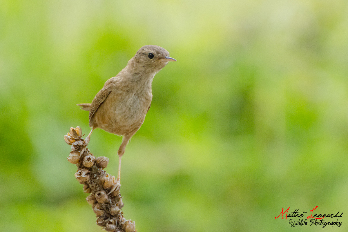 Scricciolo - Alpi Apuane
