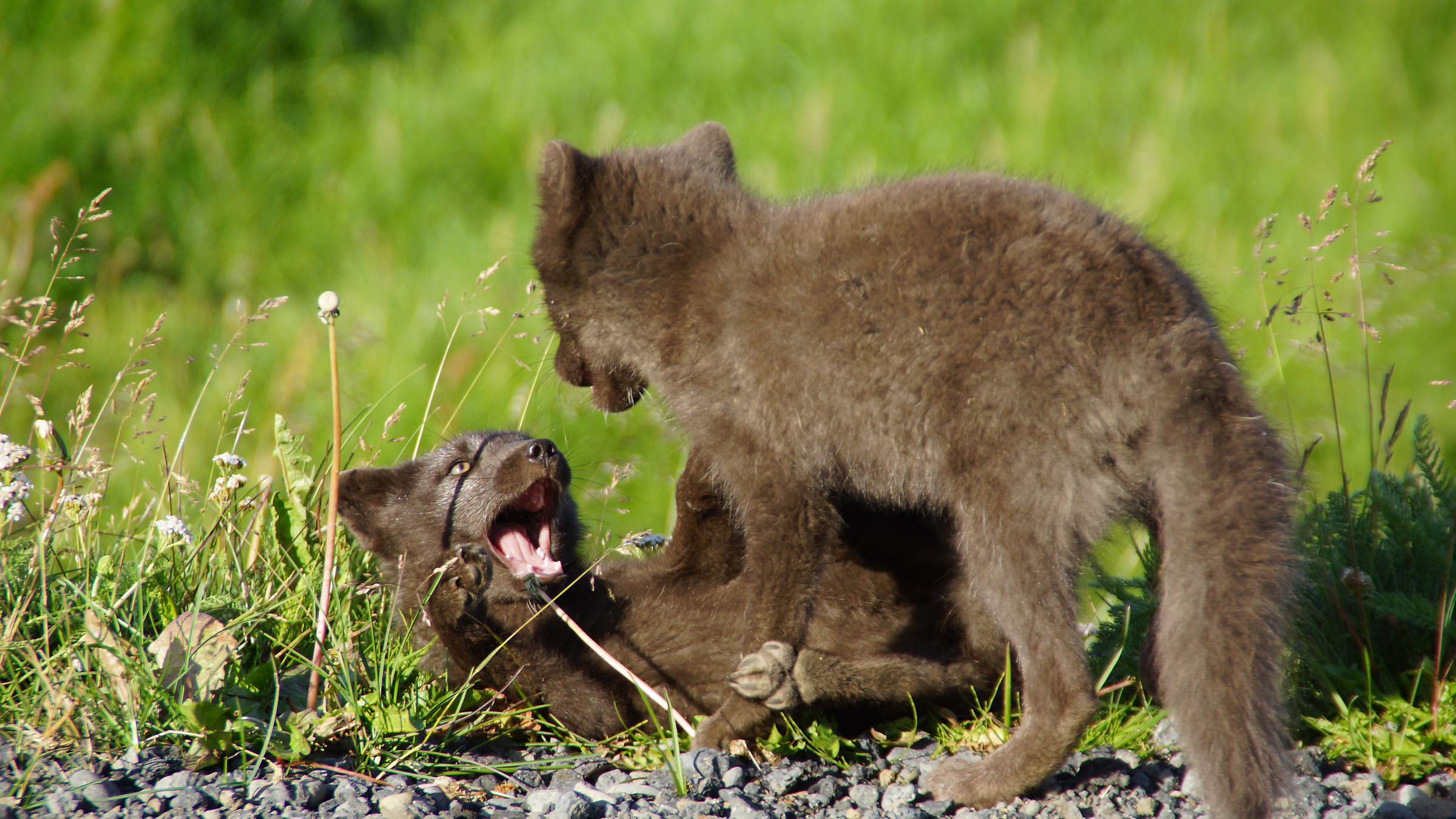 Arctic foxes