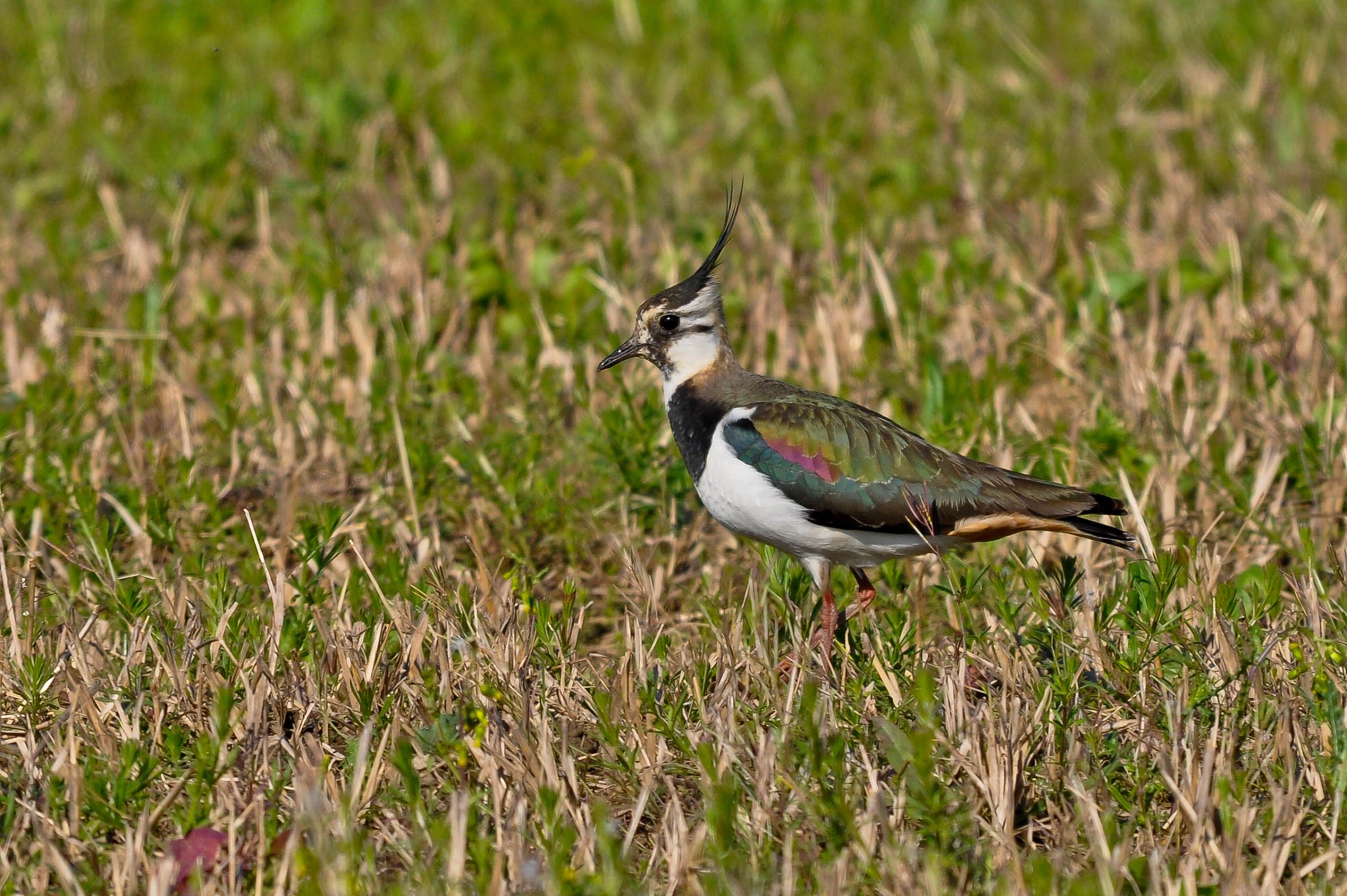 Lapwing