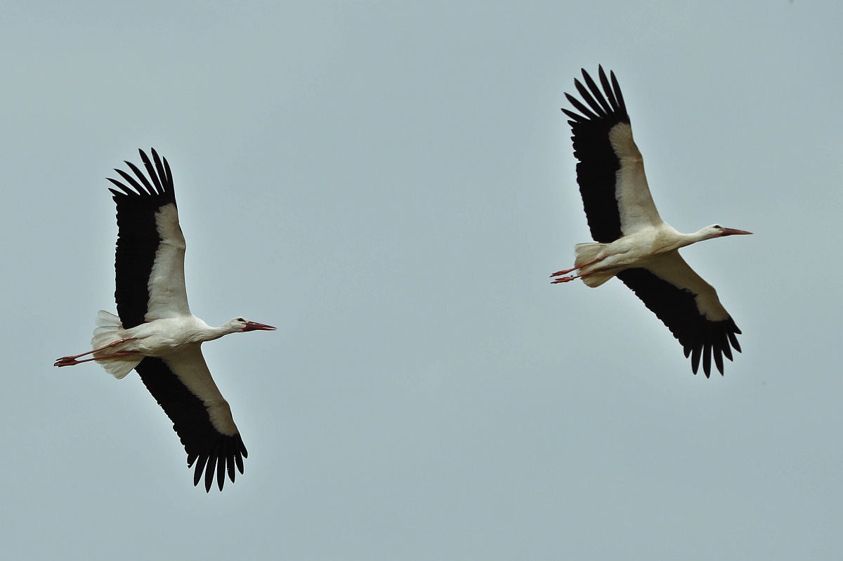 The couple storks-