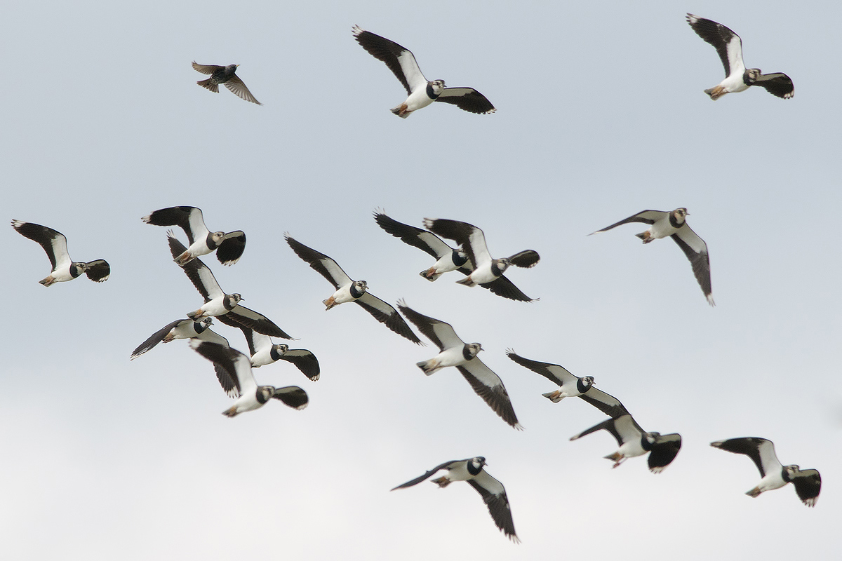 pavoncella (vanellus vanellus)