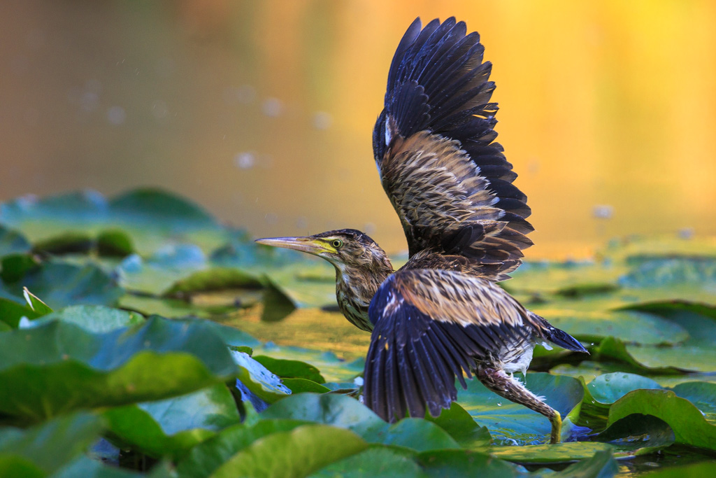Young bittern