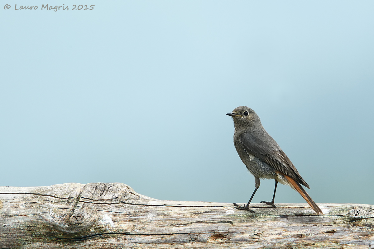Codirosso spazzacamino