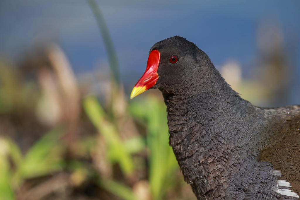 Ritratto di gallinella