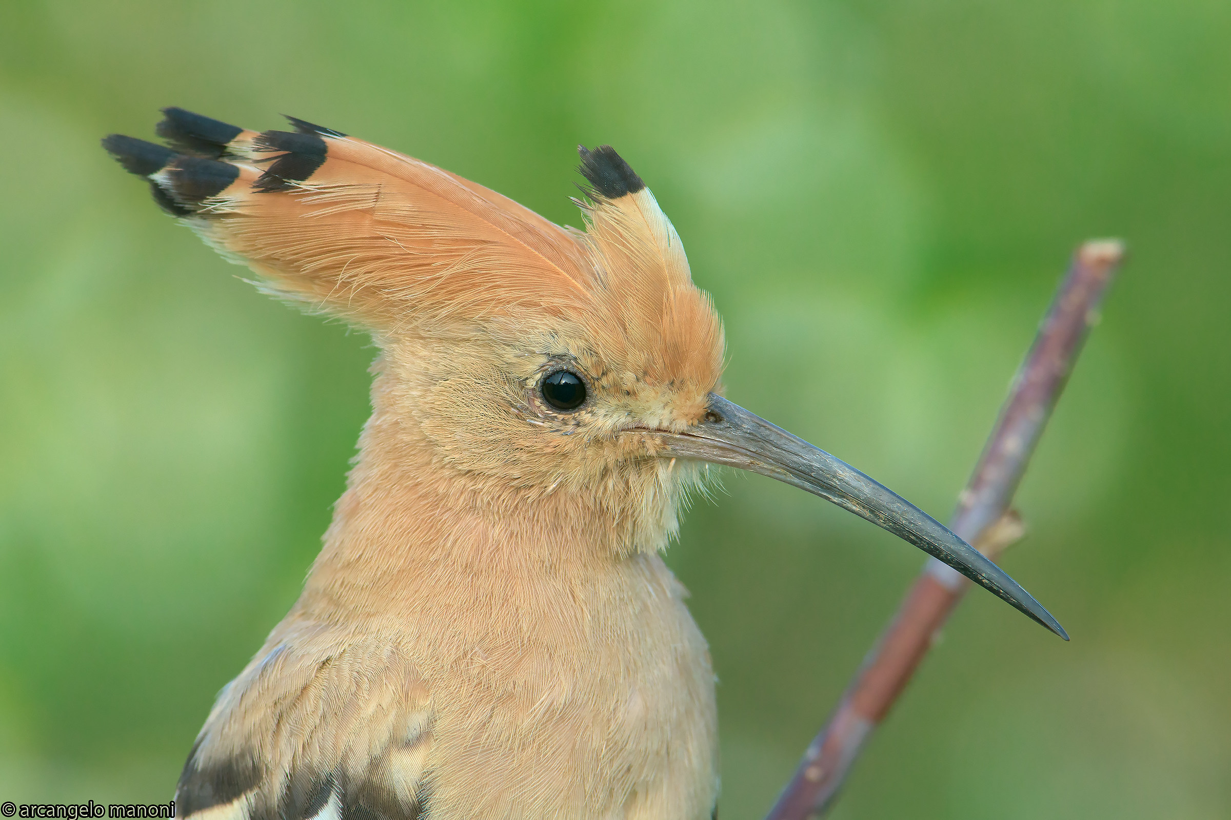 Fototessera all'Upupa no crop