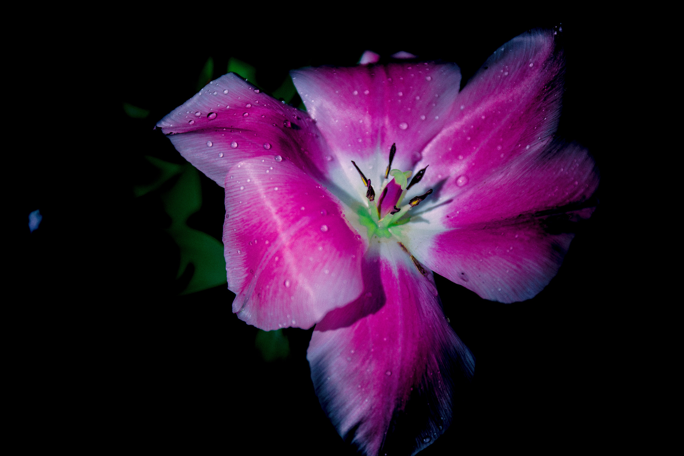 Un po' di lilac nel buio