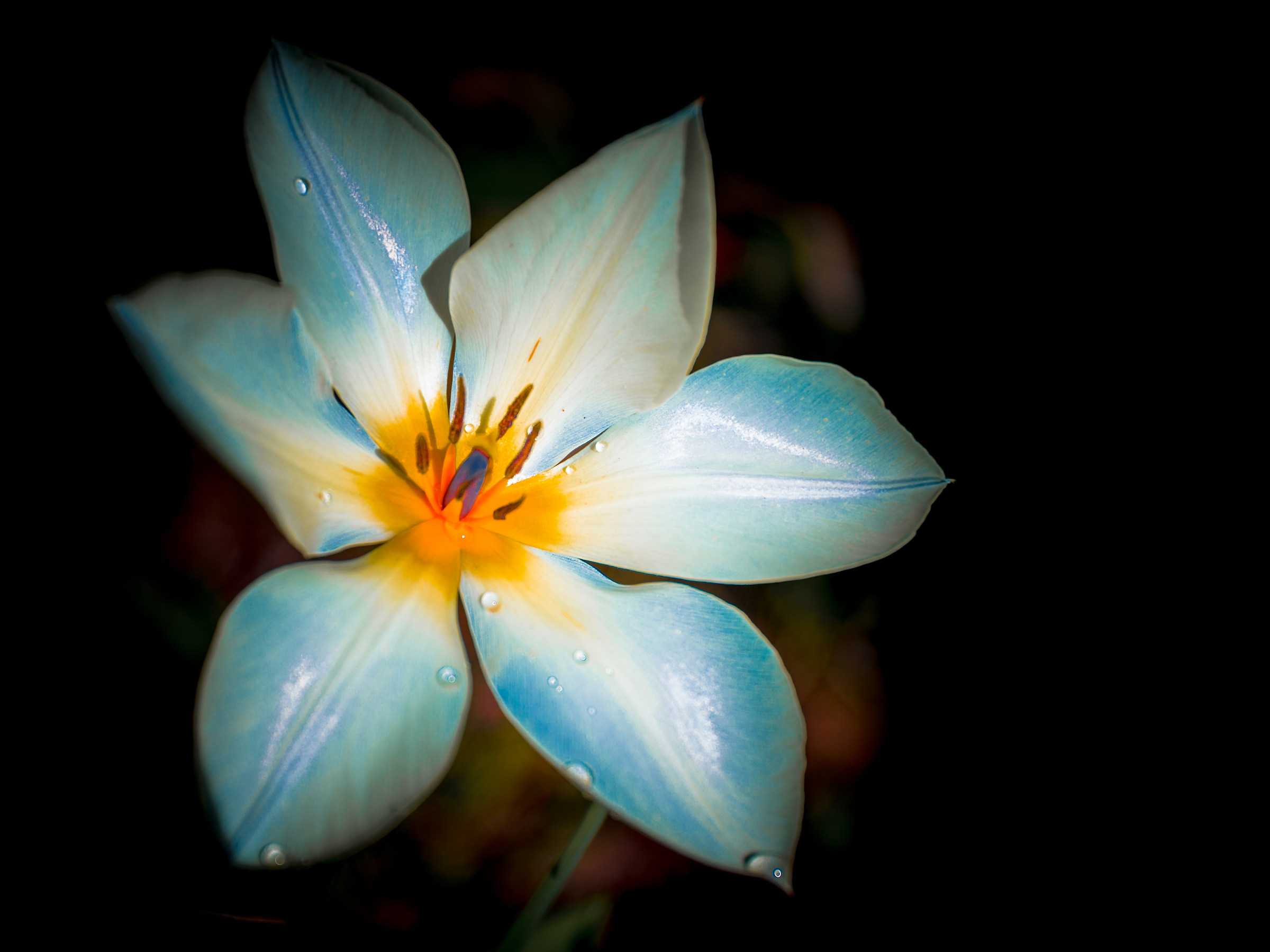 un po' di white nel buio