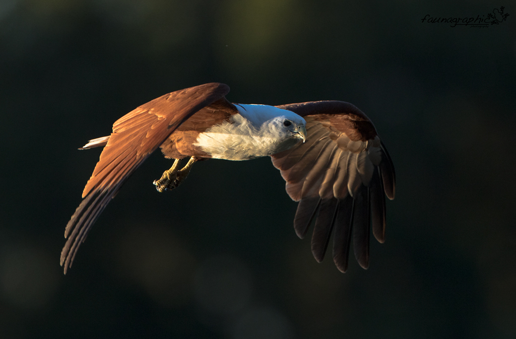 Brahminy Kite