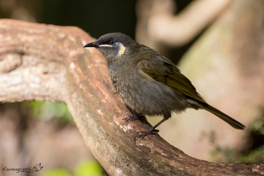 Lewins Honeyeater