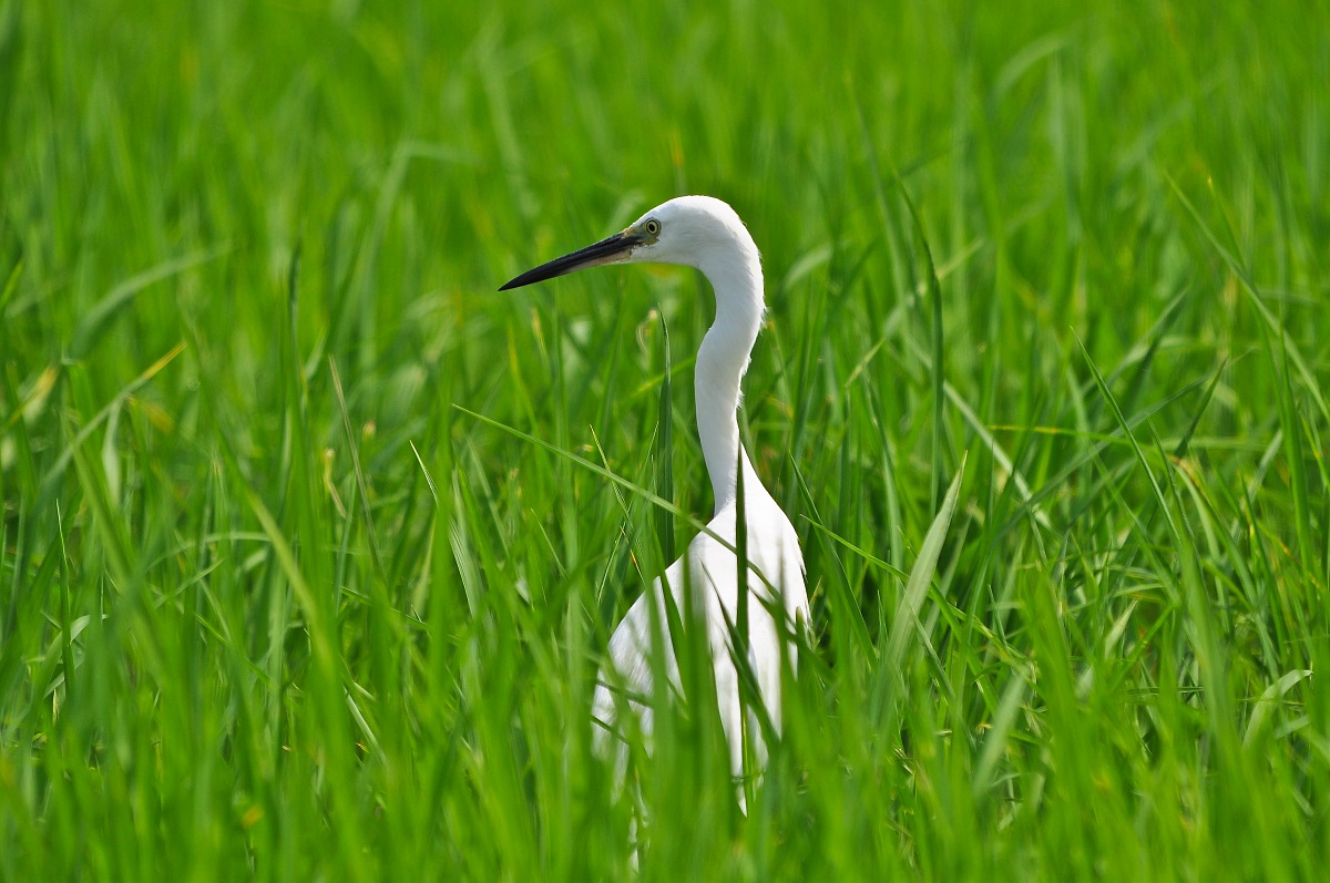 Egret