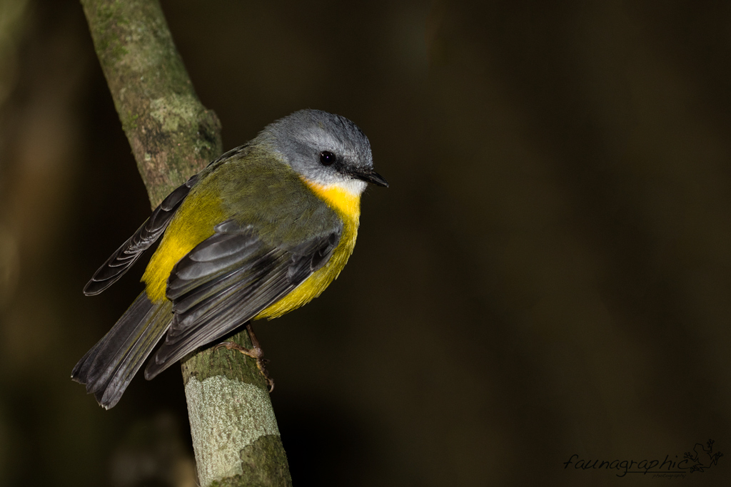 Eastern Yellow Robin