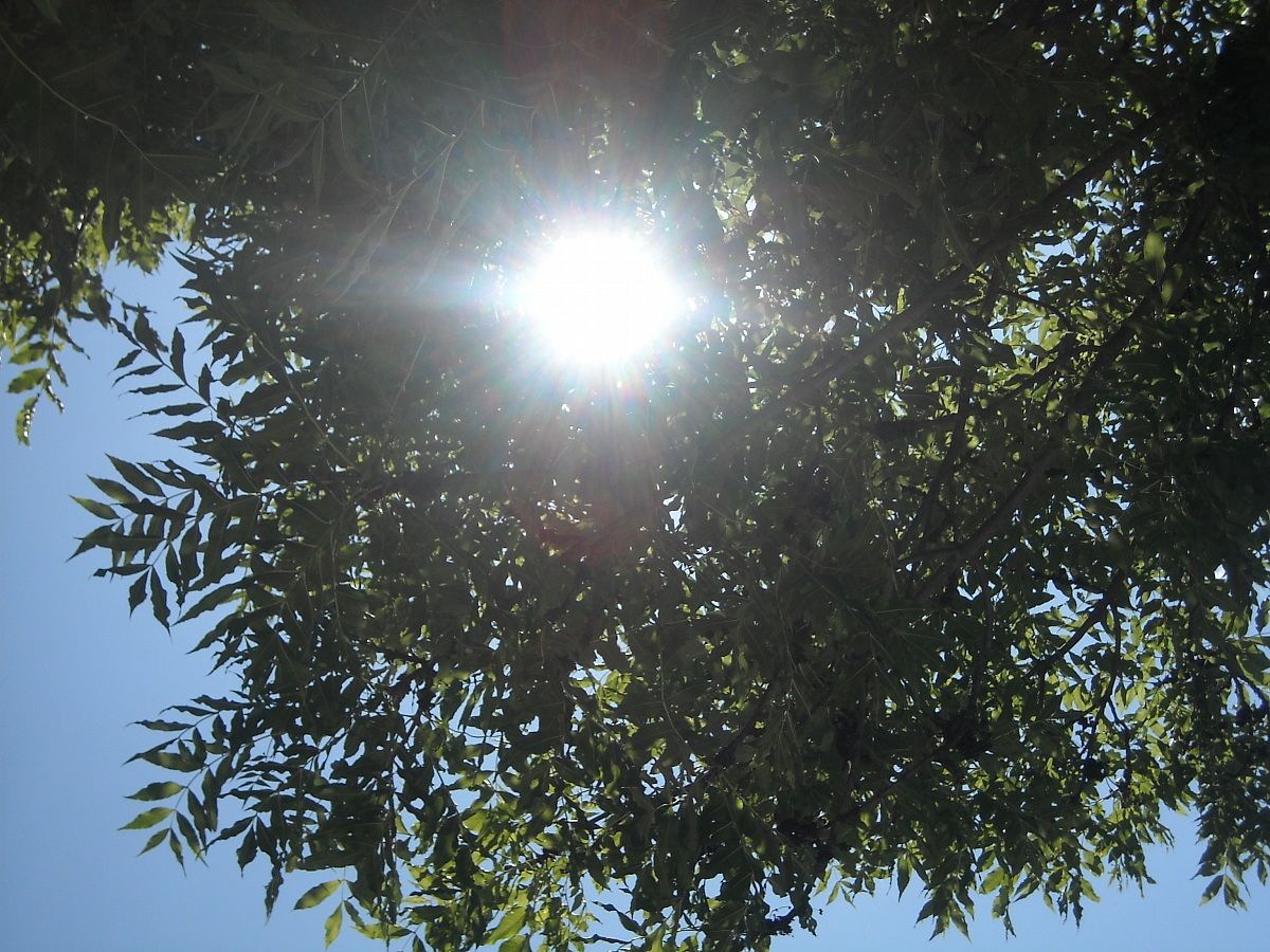 Foglie Albero con sole