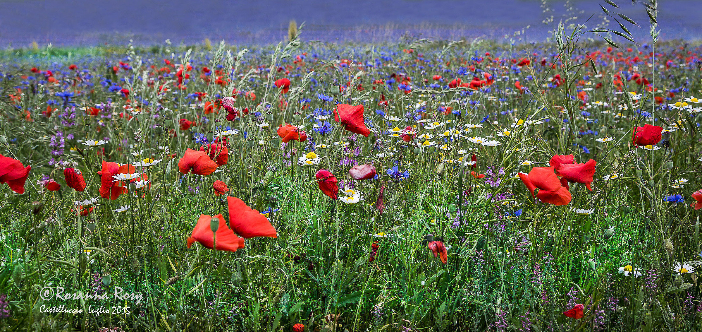 Flowering Castelluccio 2015