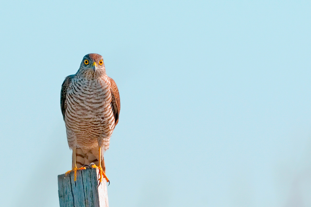 Sparviero (Accipiter nisus)