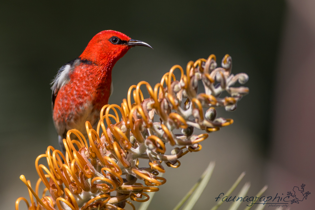 Scarlet Honeyeater