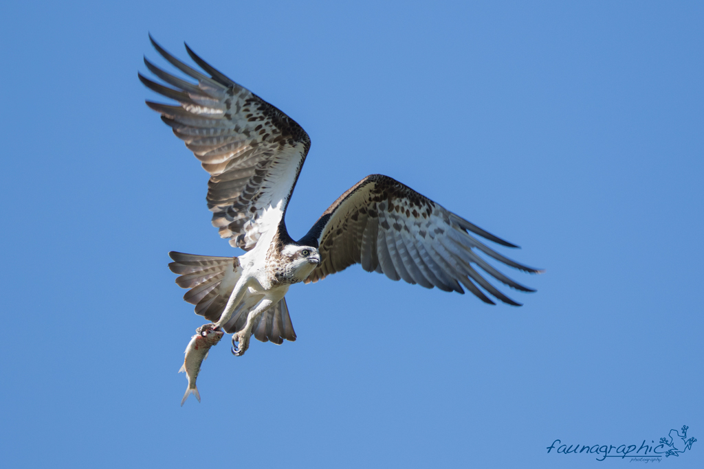 Eastern Osprey with Fish