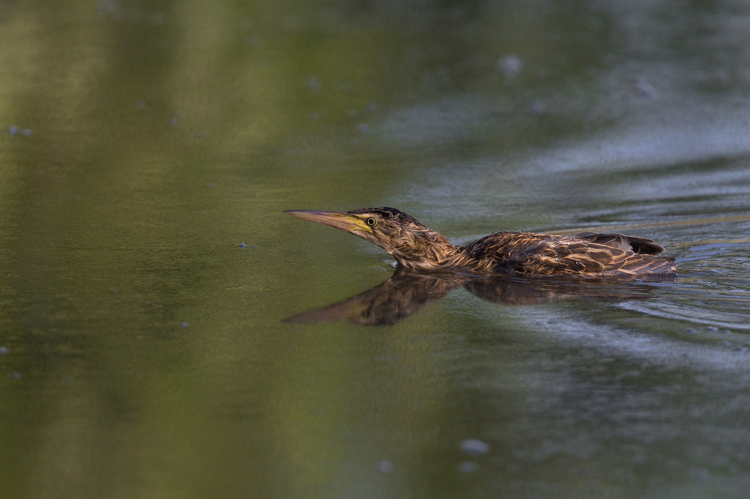 Young bittern