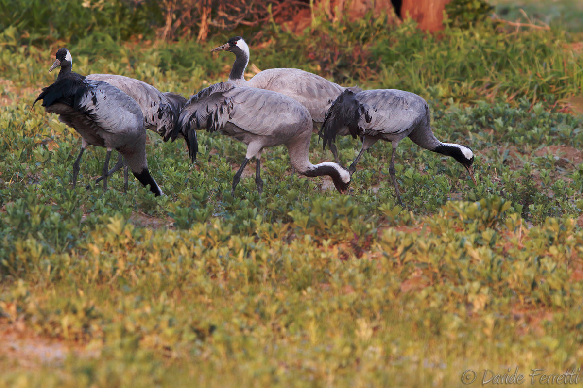 Crane (Common Crane)