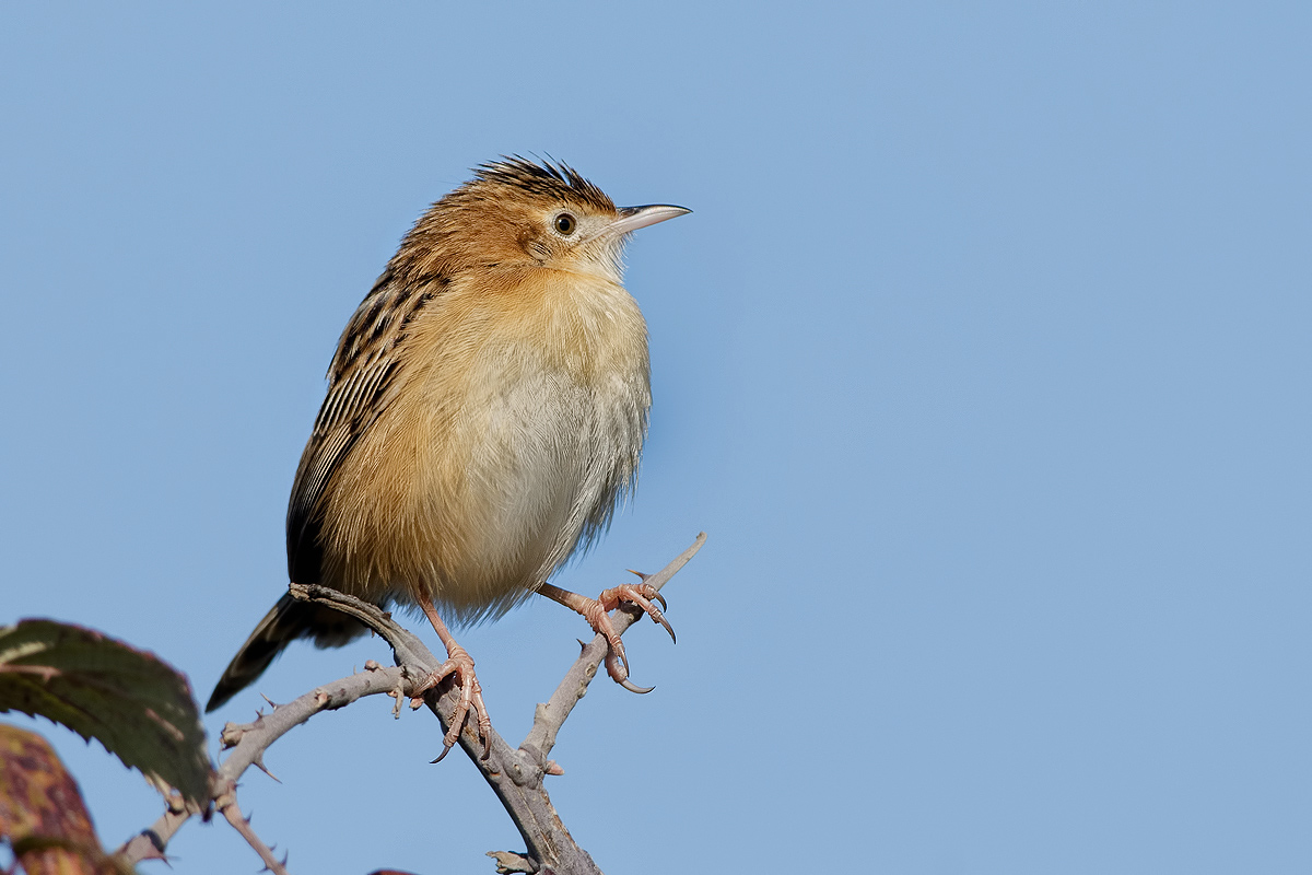 beccamoschino (Cisticola juncidis)