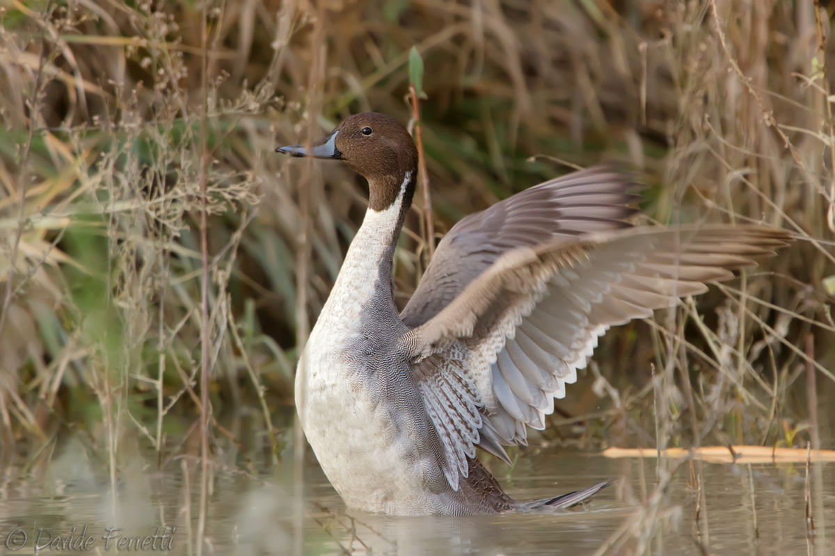 Pintail male (northern pintail)