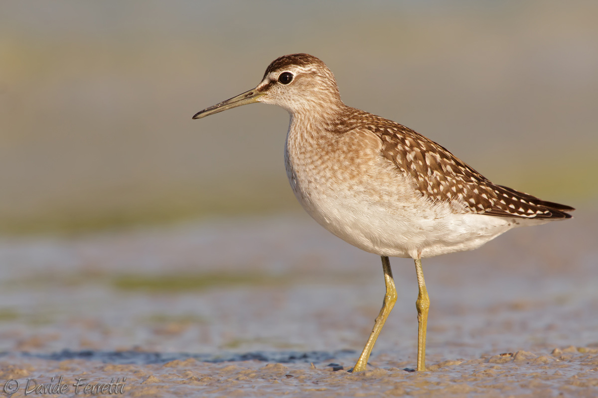 Wood Sandpiper young (Wood sandpiper)