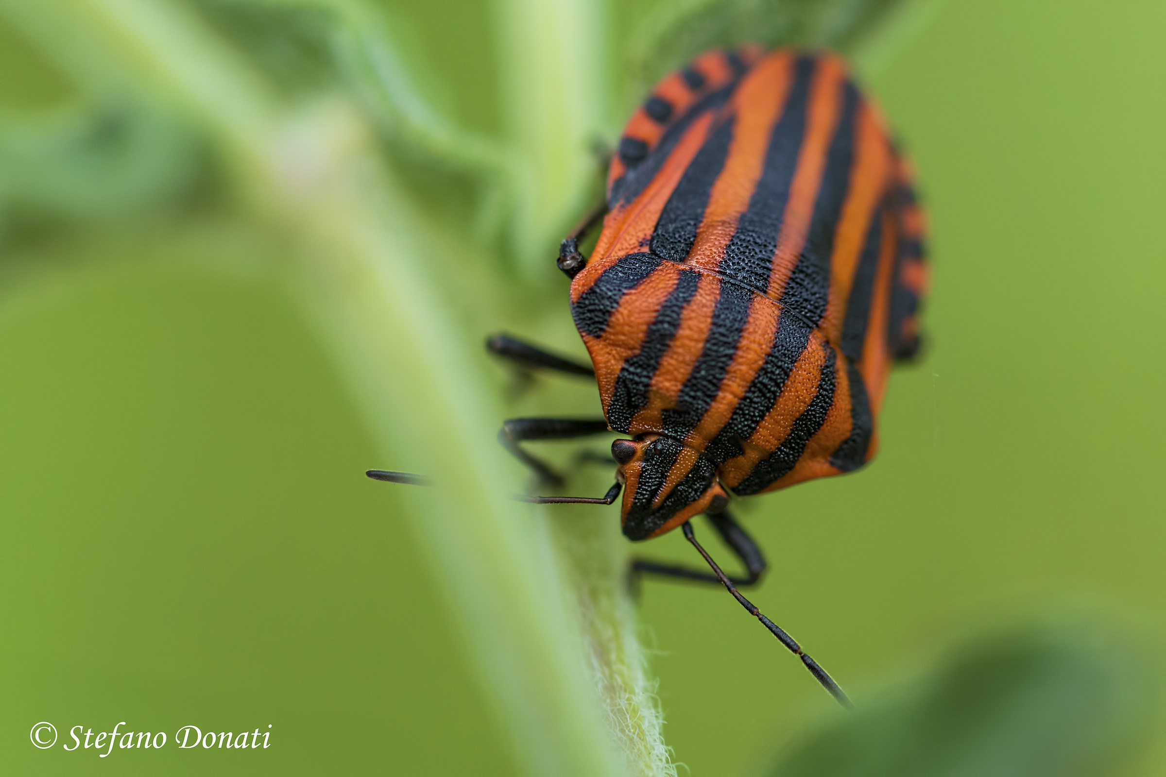 Graphosoma italicum