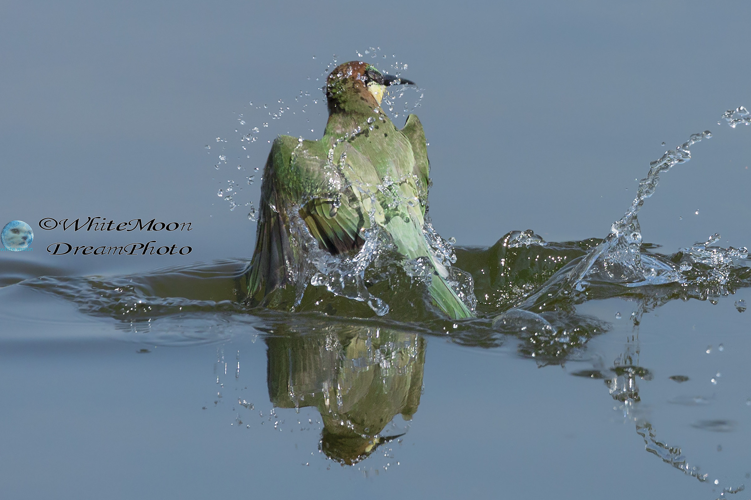 Gruccione in emersione