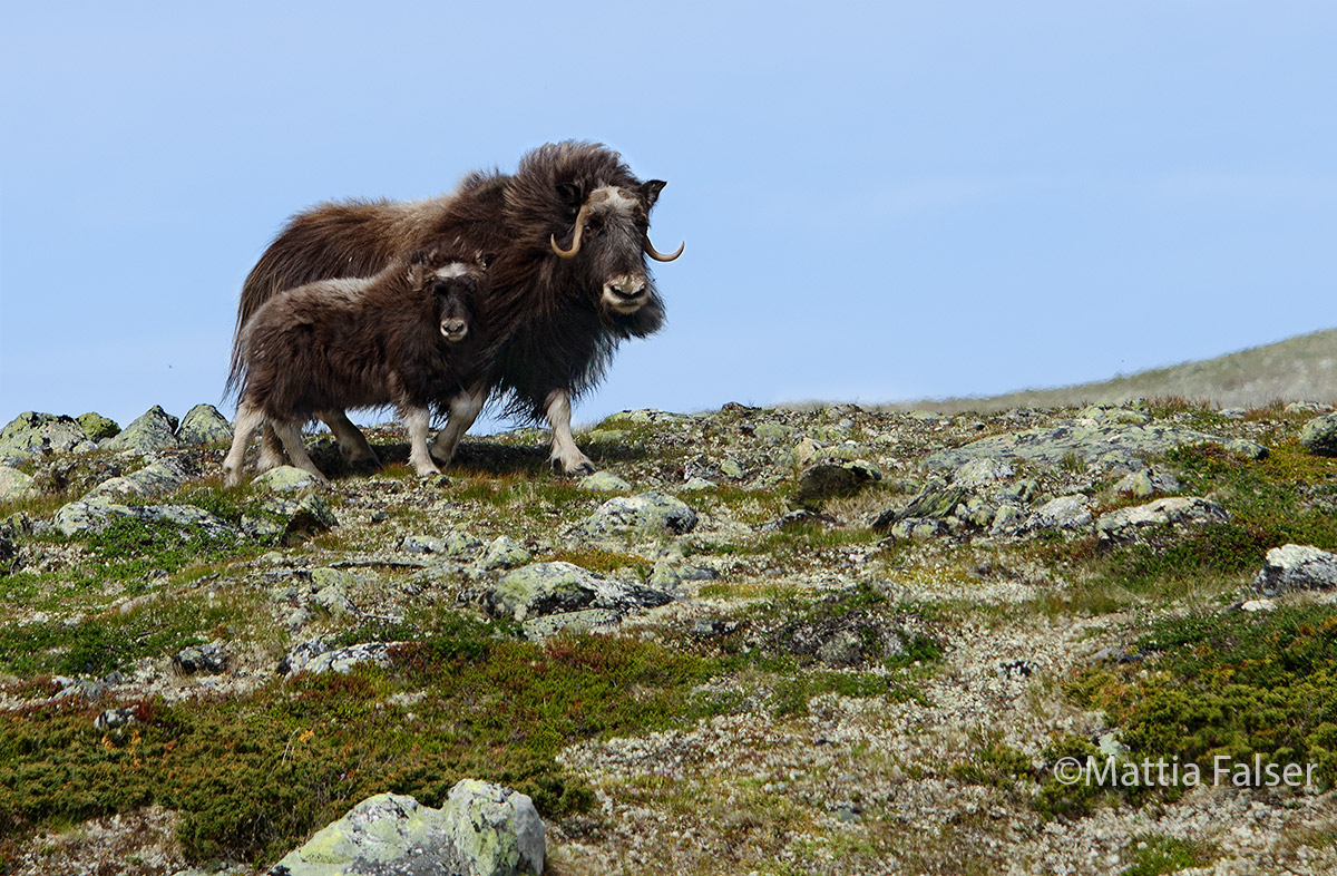 Muskox