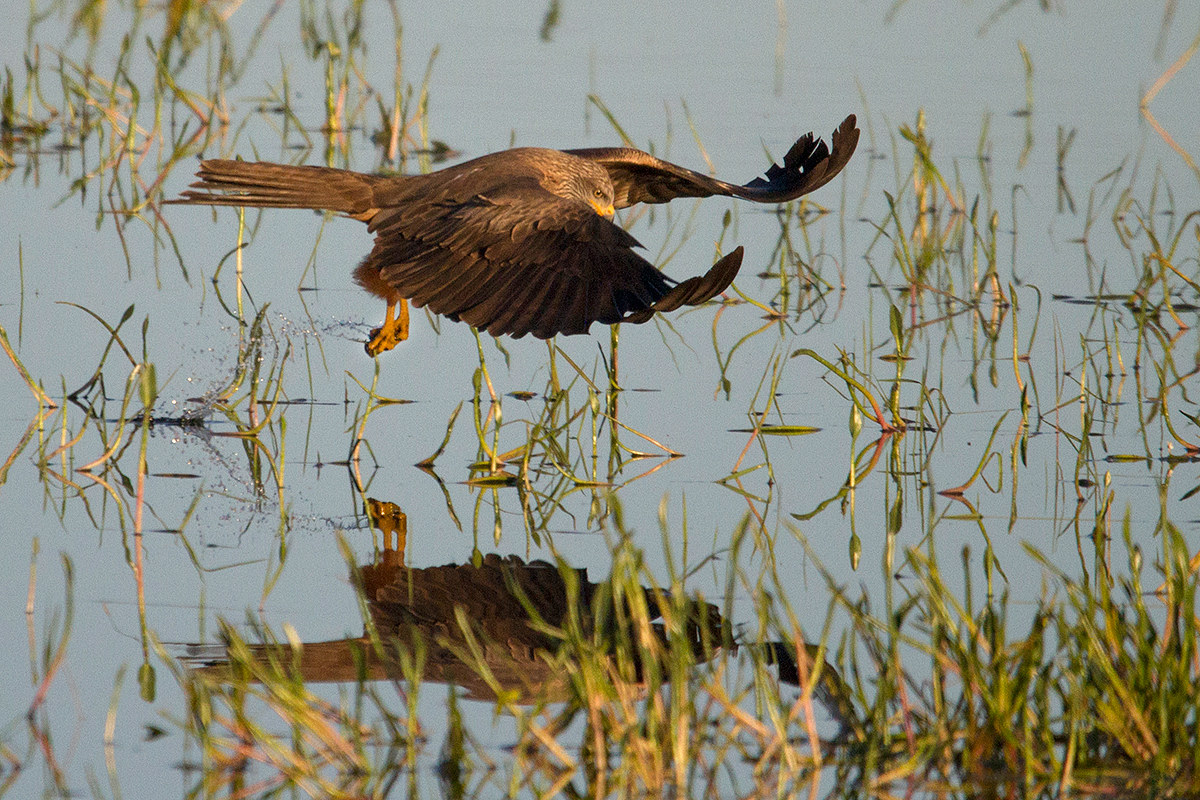 Black Kite in fishing