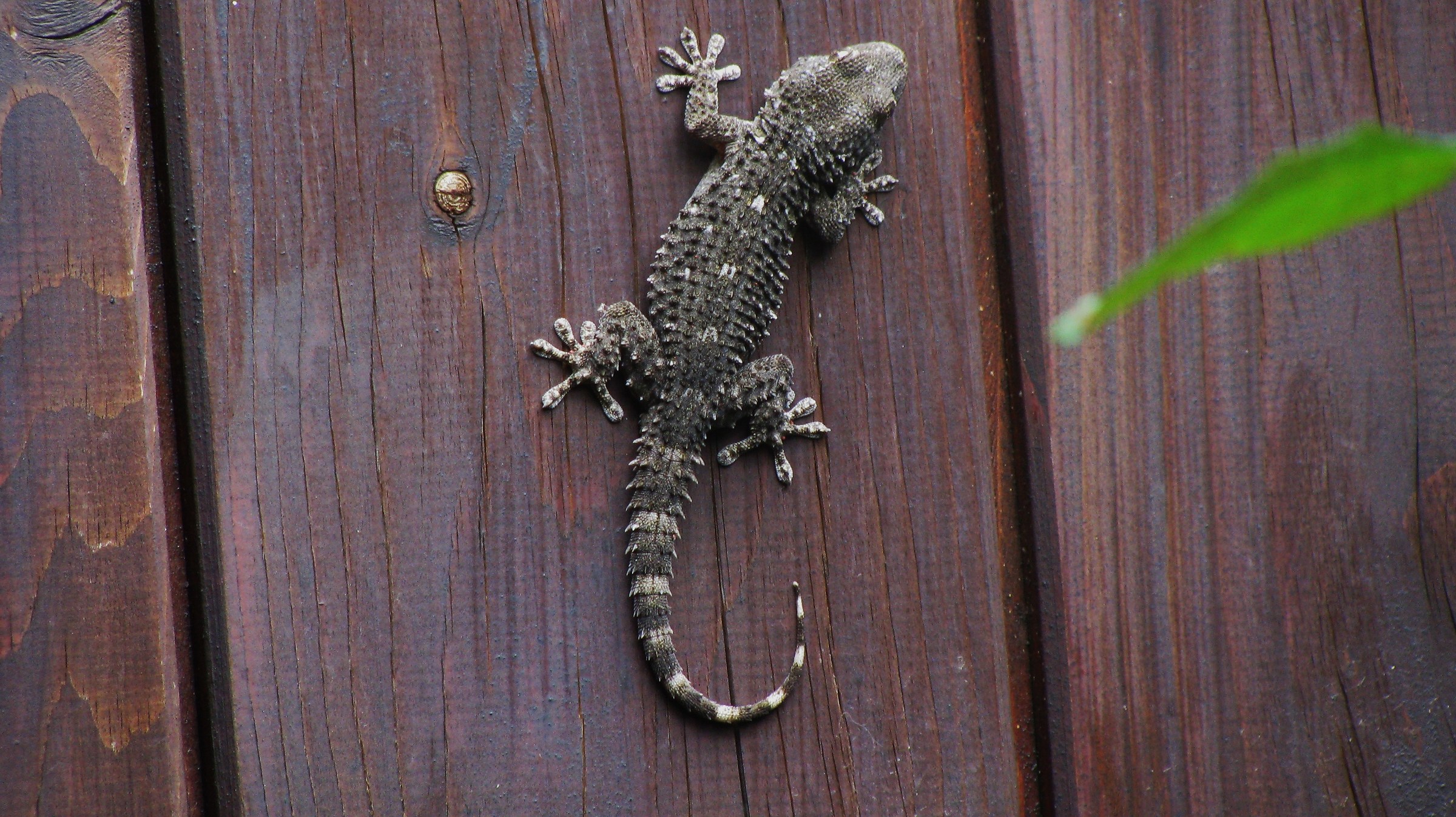 I live in the garden of the photographer