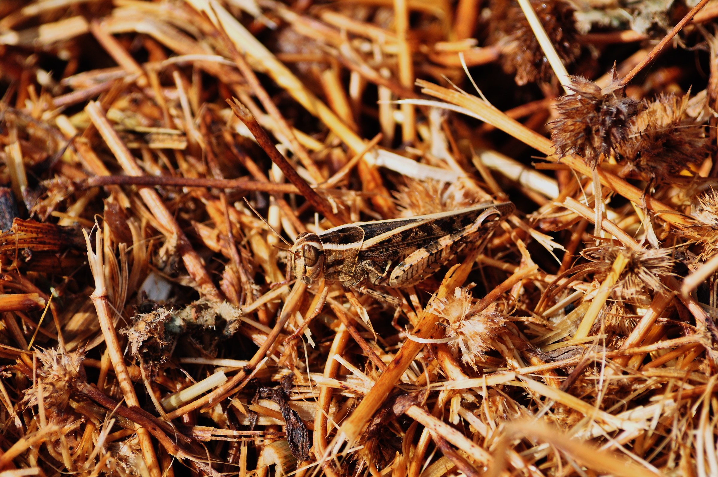 You see or do not see me?