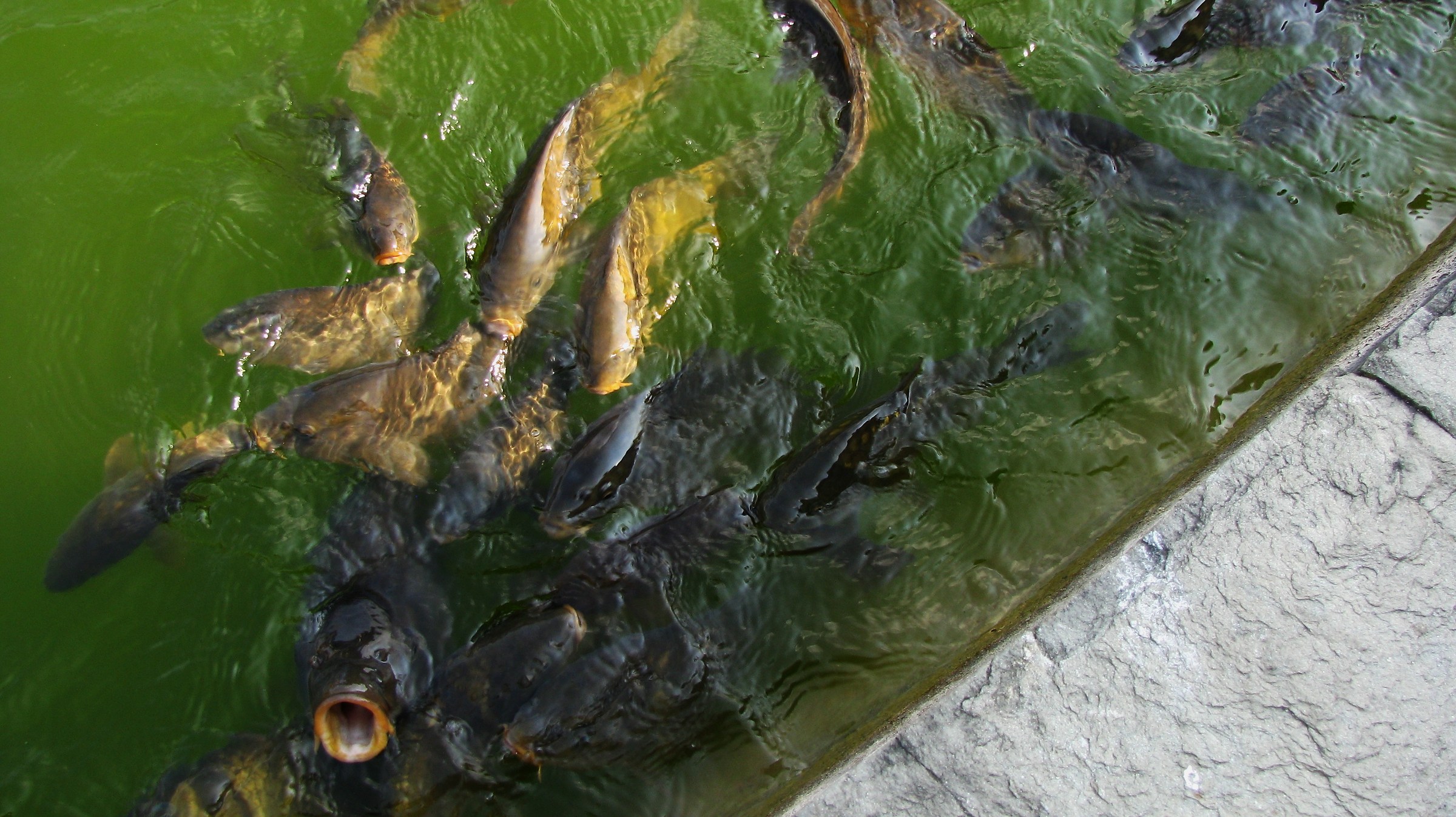 no photos ..... but food, we are dying of hunger