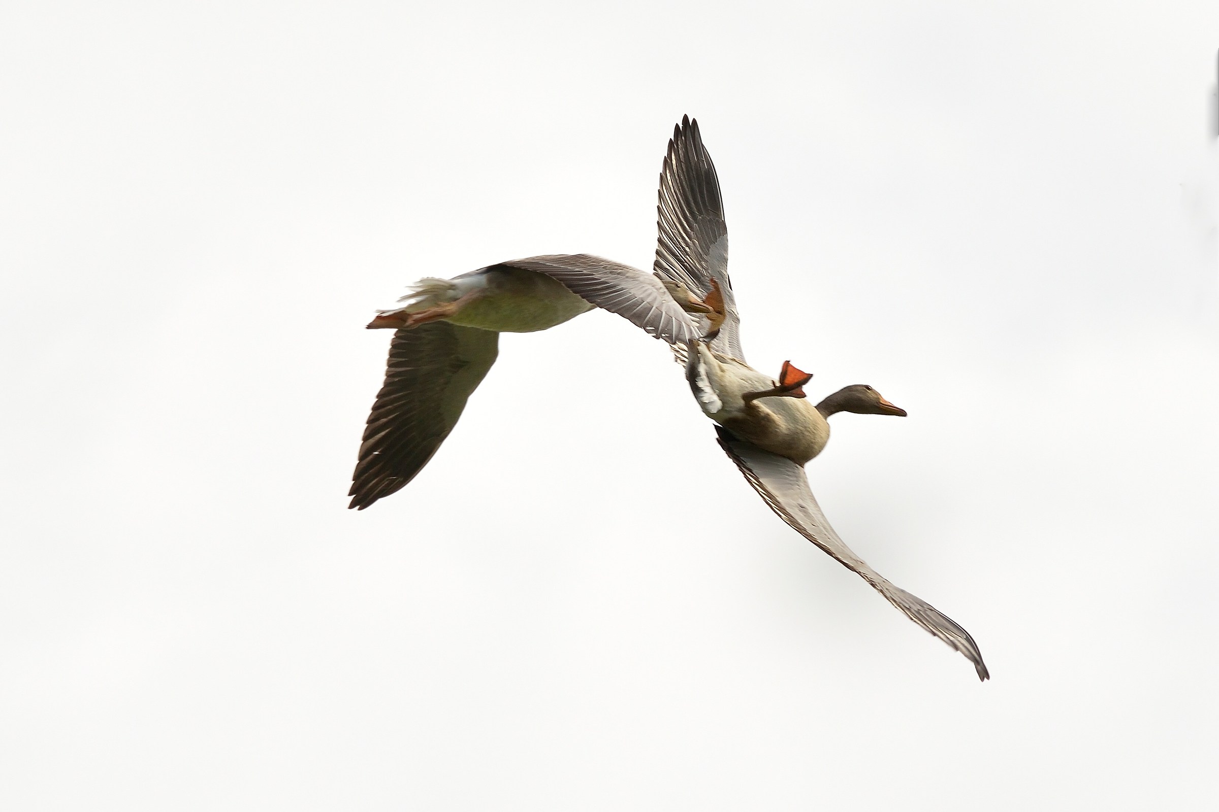 Acrobatics in the air ...