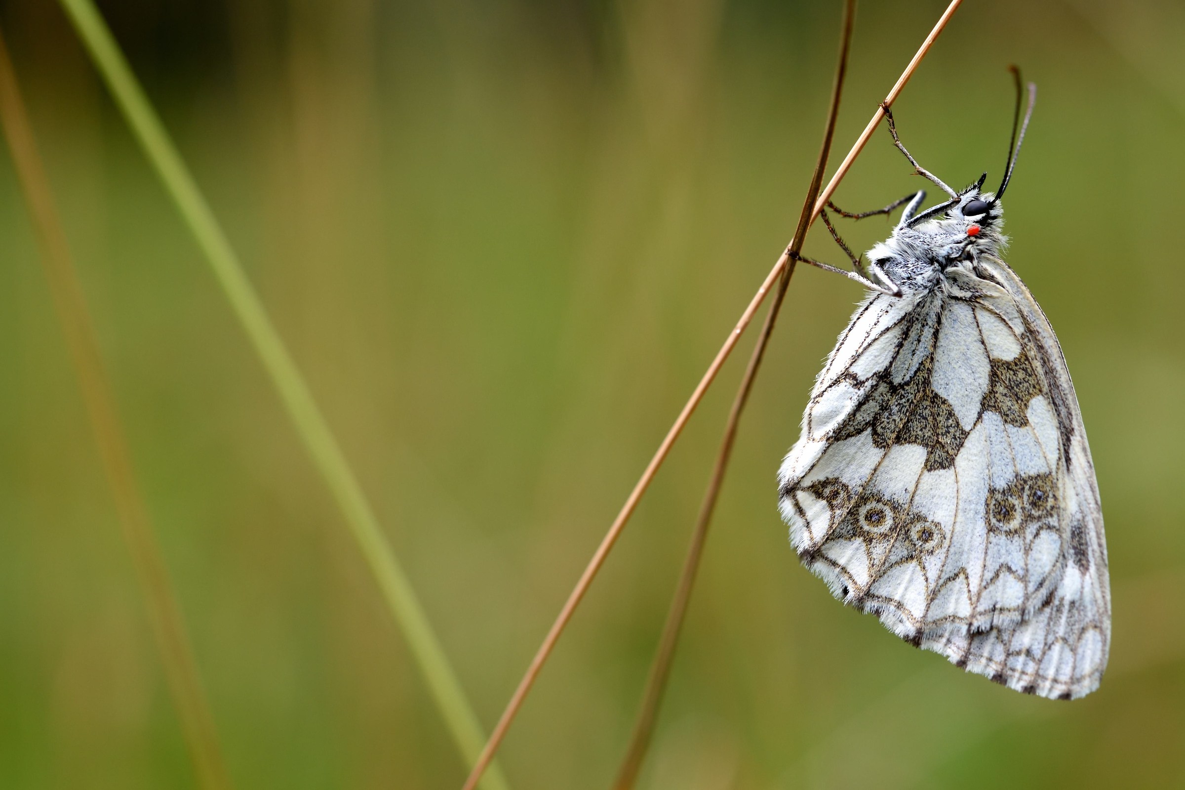 Melanargia Galathea