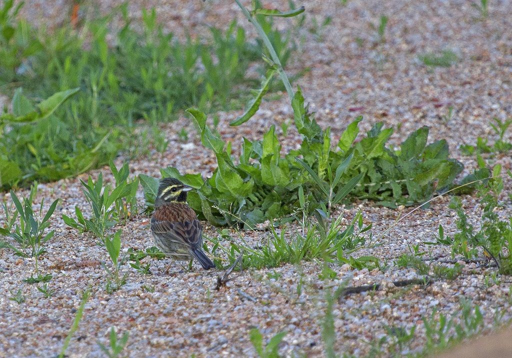 who tells me that bird is? a hybrid?