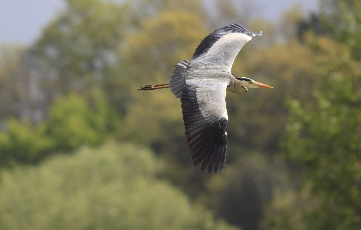 Grey Heron