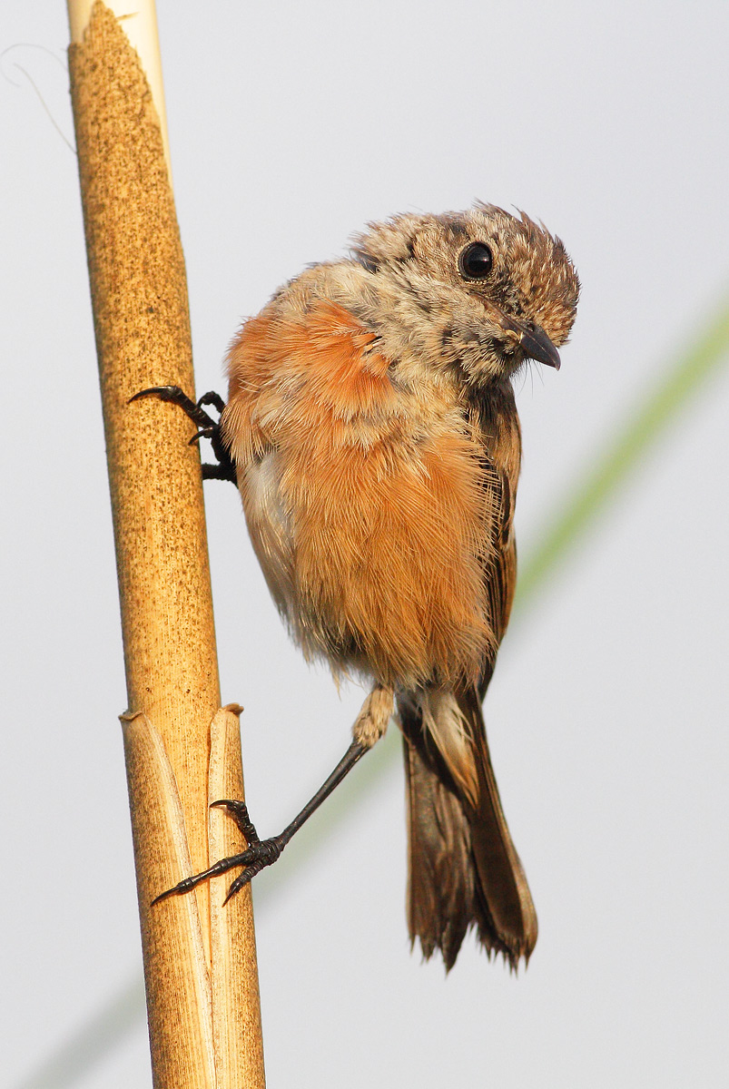 Young stonechat