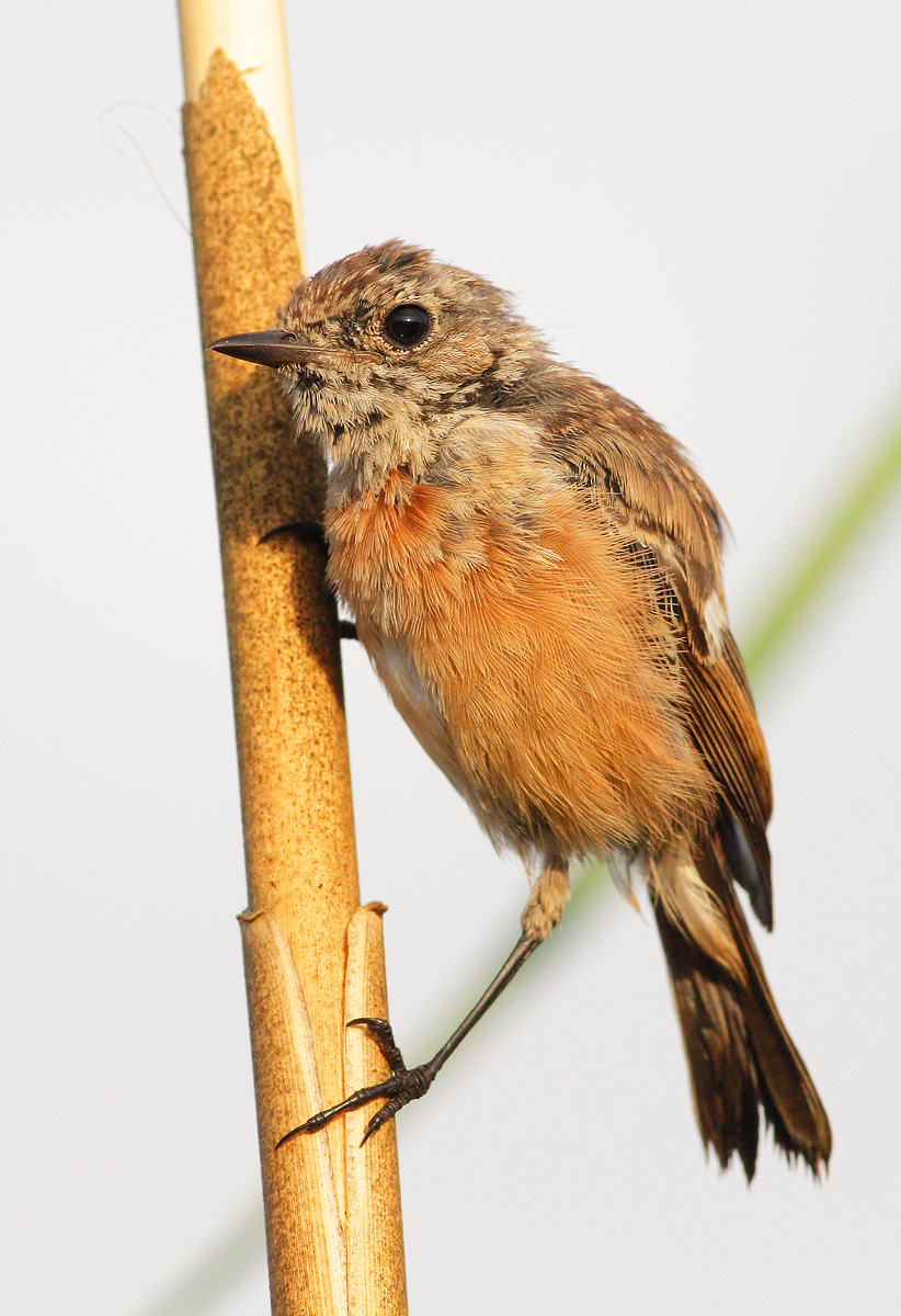 Young stonechat