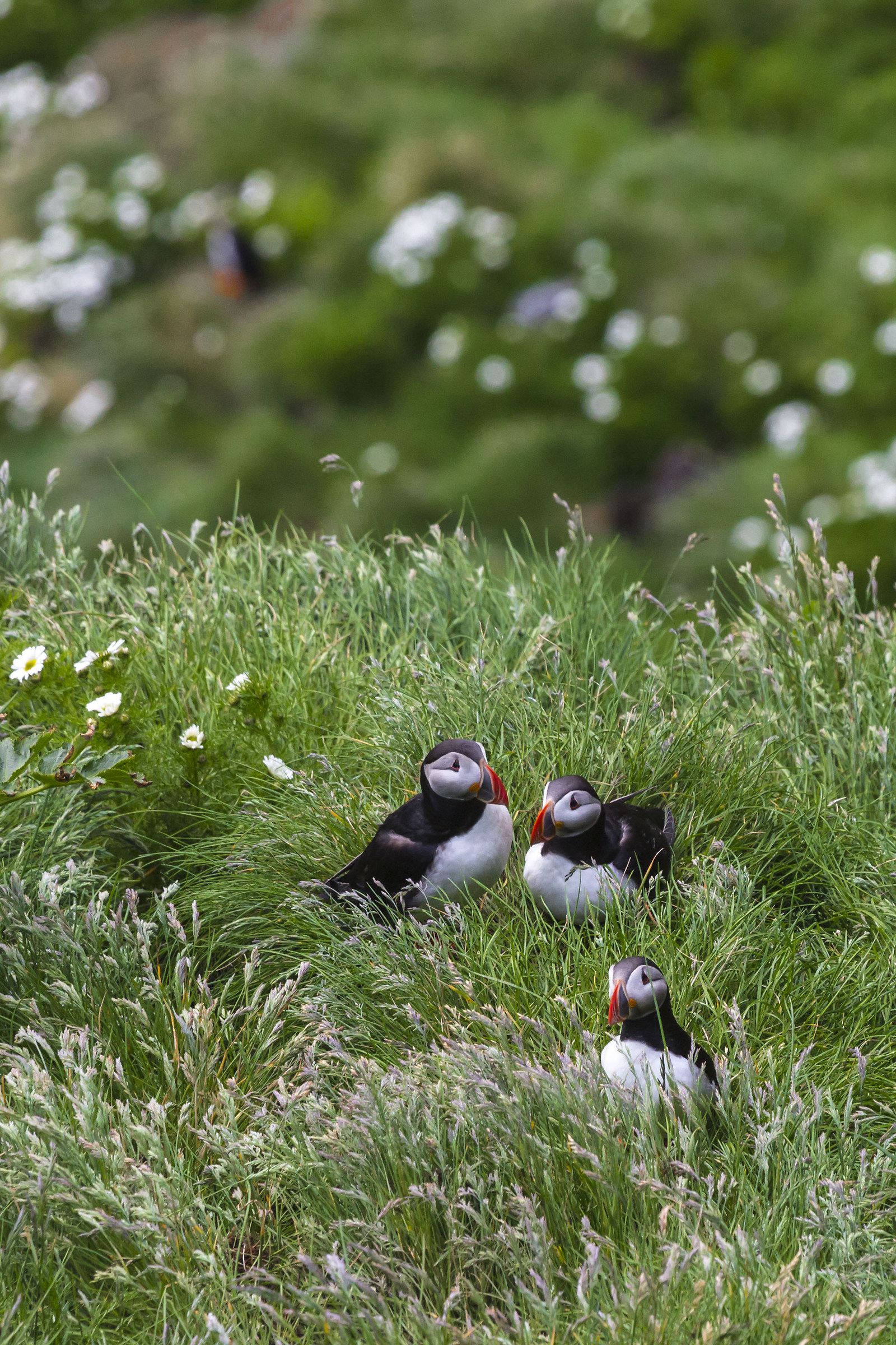 Heimaey e l`Arrosto di Pulcinella