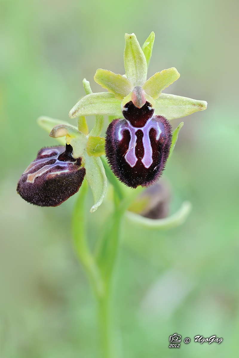 Ophrys incubacea