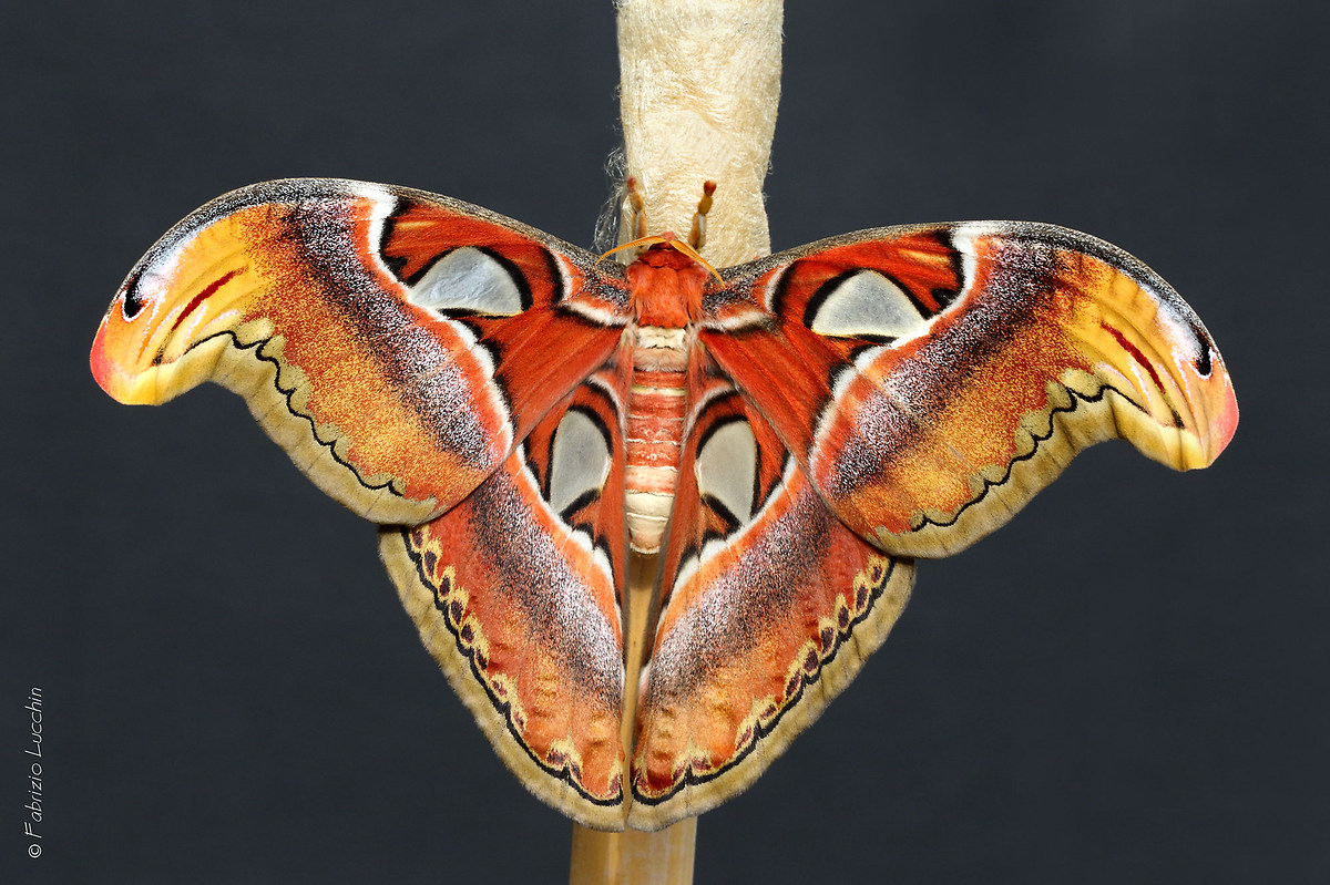 Attacus atlas F.