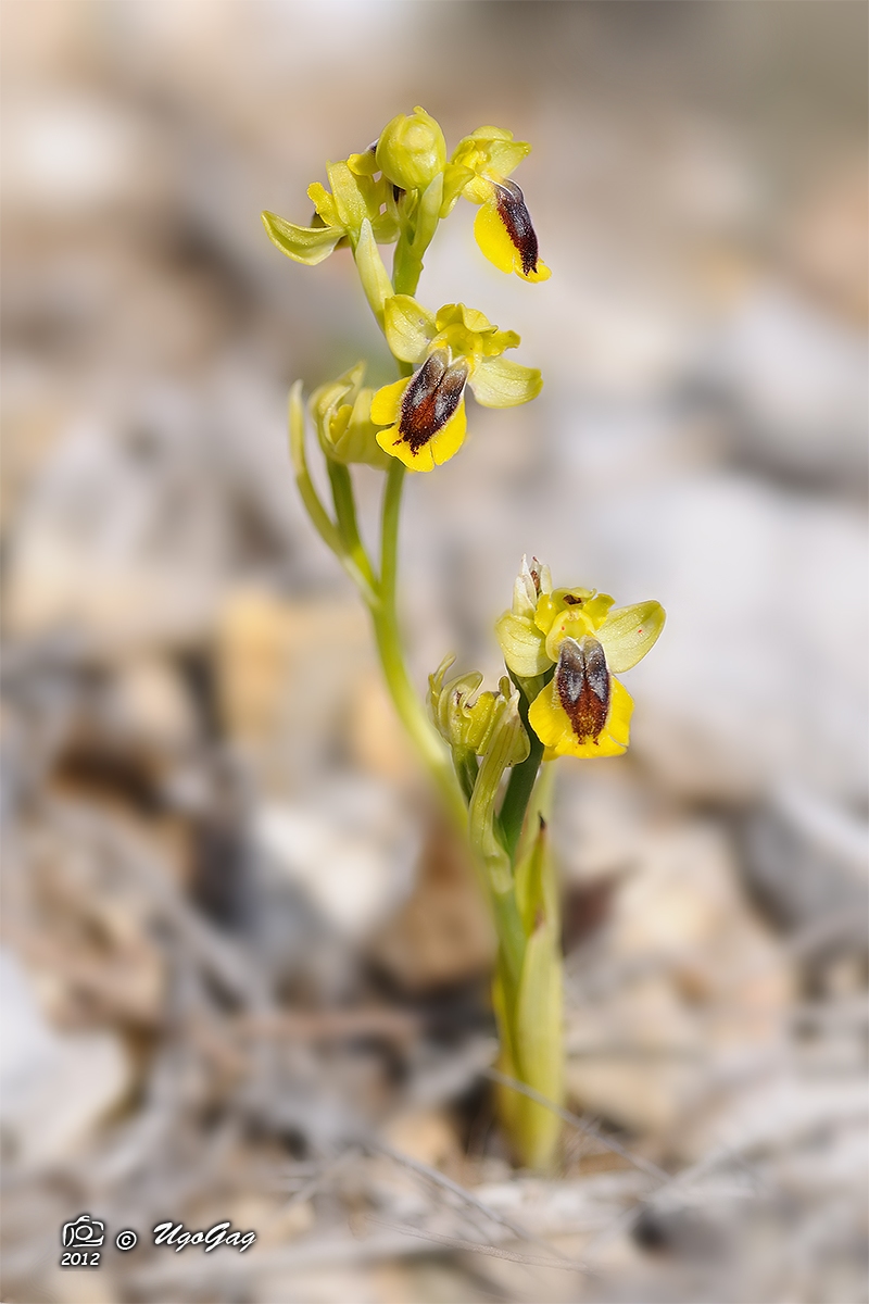 Ophrys lutea