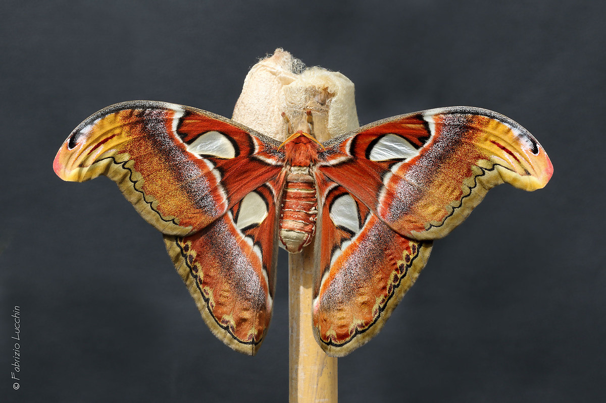Attacus atlas F.