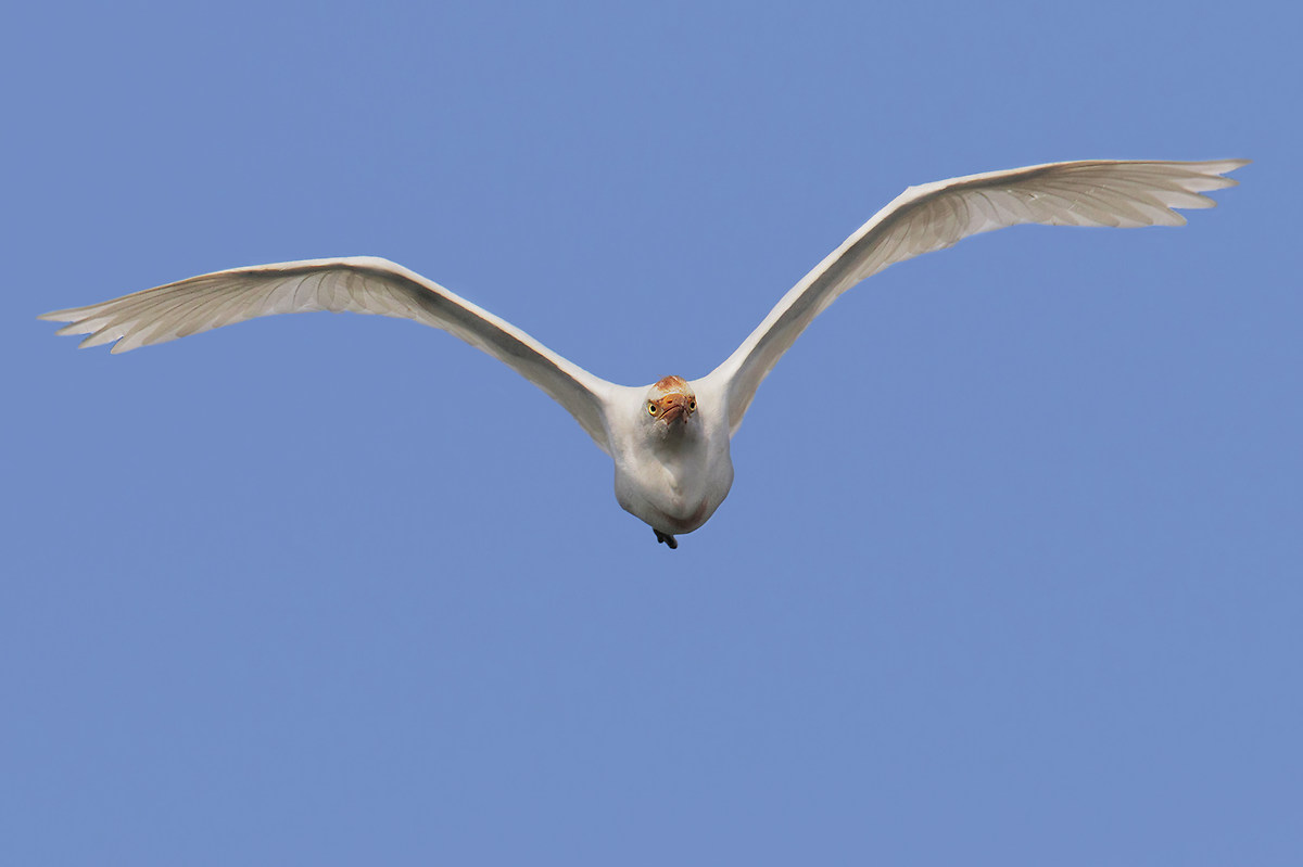 Egret in flight